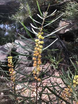 Image of Acacia elongata Sieber ex DC.