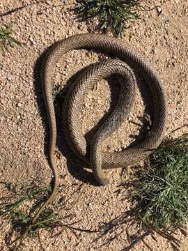 Image of Montpellier Snake