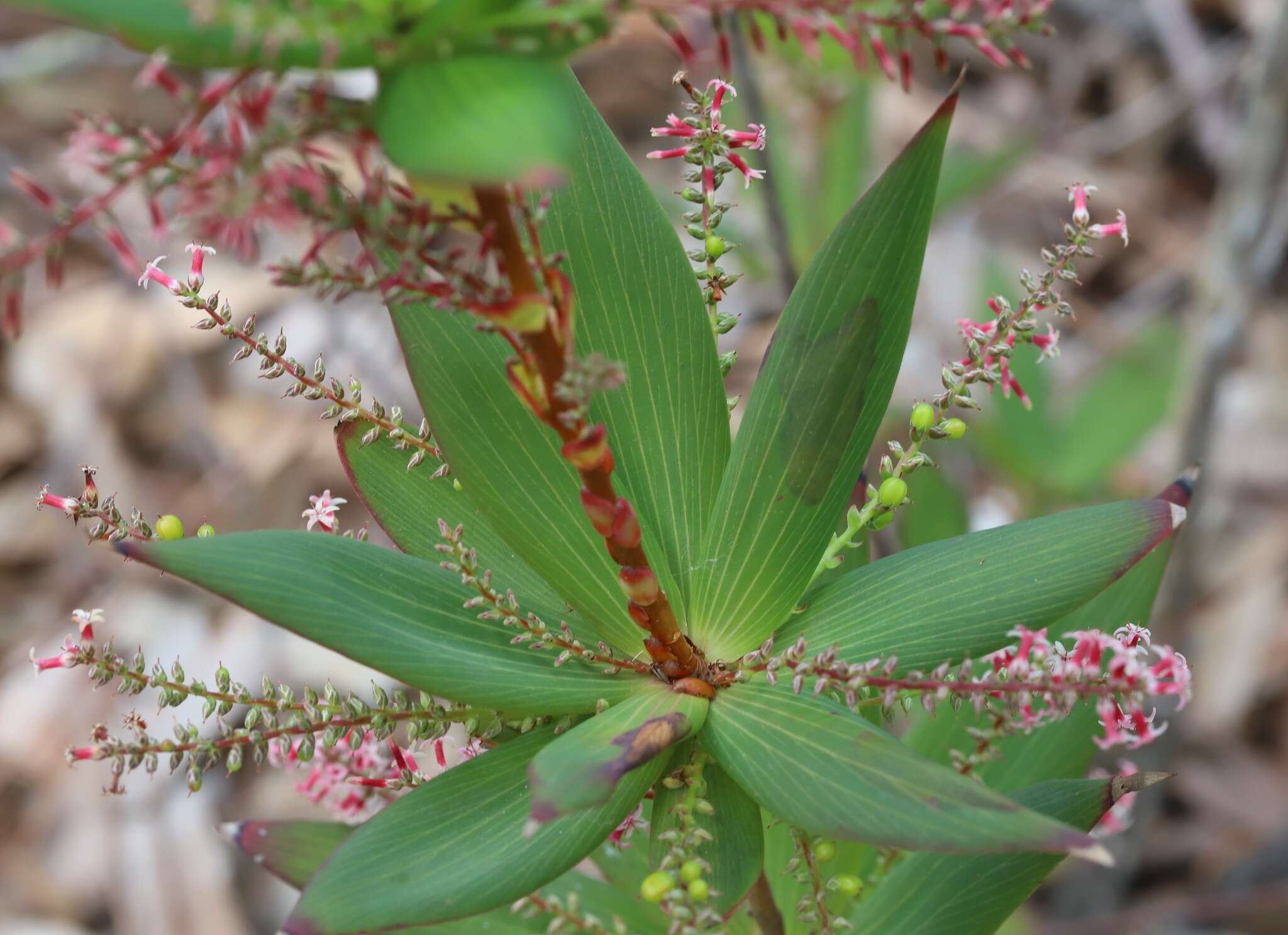 Sivun Leucopogon verticillatus R. Br. kuva