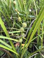 Image of American bur-reed