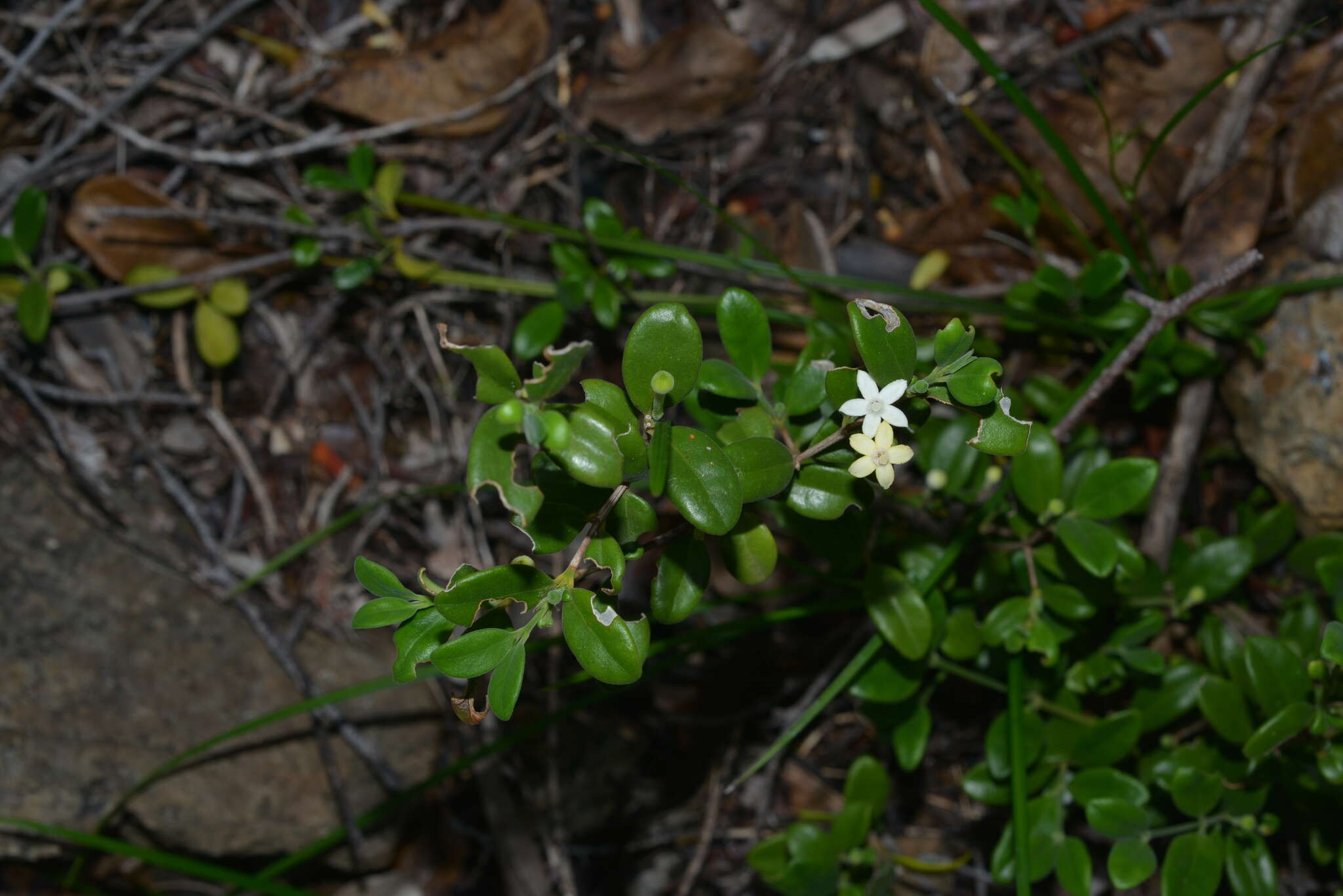 صورة Cyclophyllum tieaense Mouly