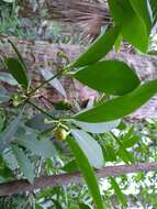 Image de Illicium parviflorum Michx.