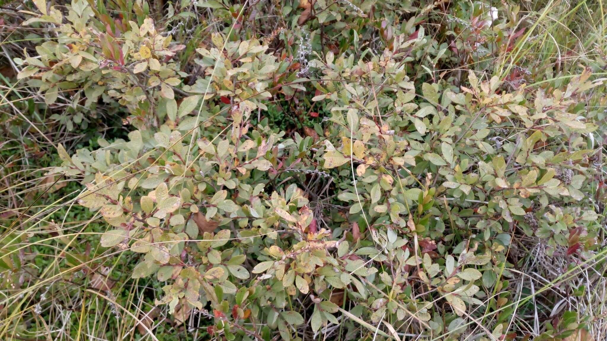 Image of Salix onusta Bess.