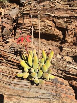 Image of Cotyledon tomentosa subsp. ladismithiensis (V. Pölln.) Tölken