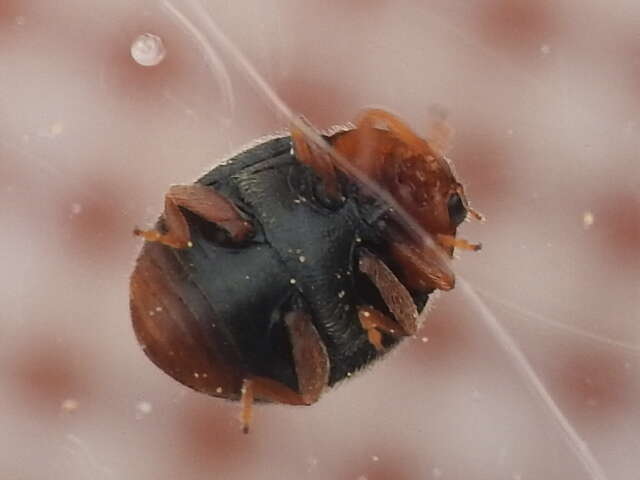Image of Scymnus (Pullus) louisianae J. Chapin 1973