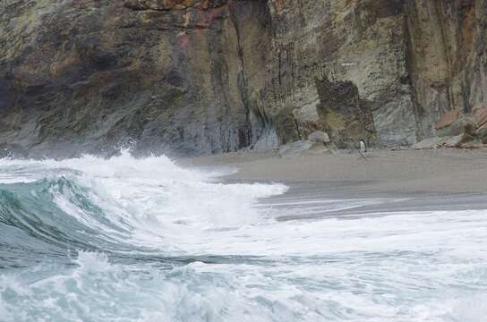 Image of Fiordland Crested Penguin