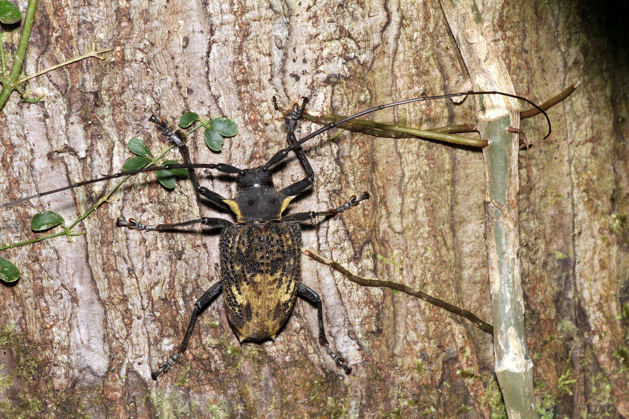 Слика од Polyrhaphis pilosa Lane 1965