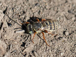 Triepeolus balteatus Cockerell 1921 resmi