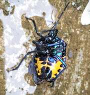 Image of Poecilocoris childreni (White 1839)