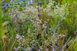 Image of Erica bruniades L.