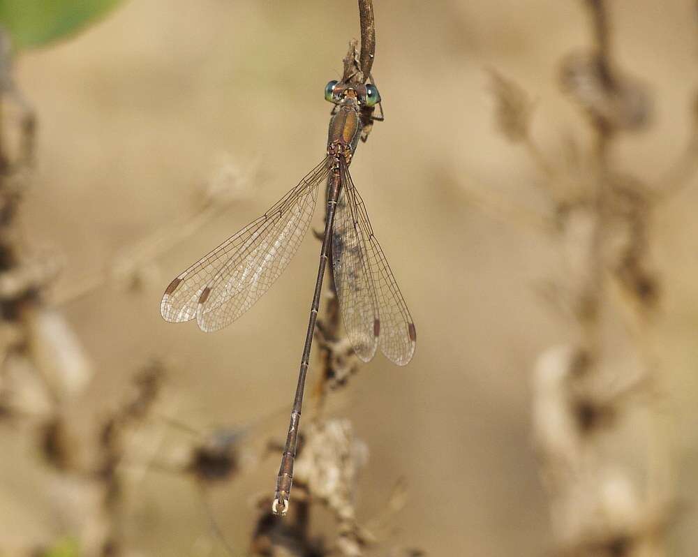 Image of Eastern Willow Spreadwing