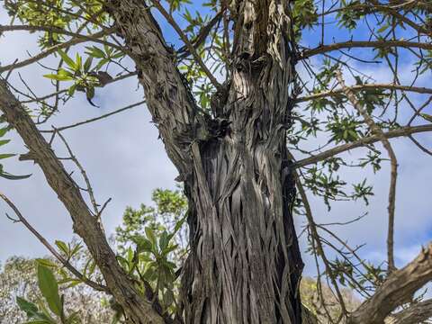 Image of Catalina ironwood