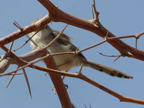 Image of Graceful Prinia