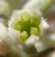 Image of Phylica axillaris var. pulchra Pillans