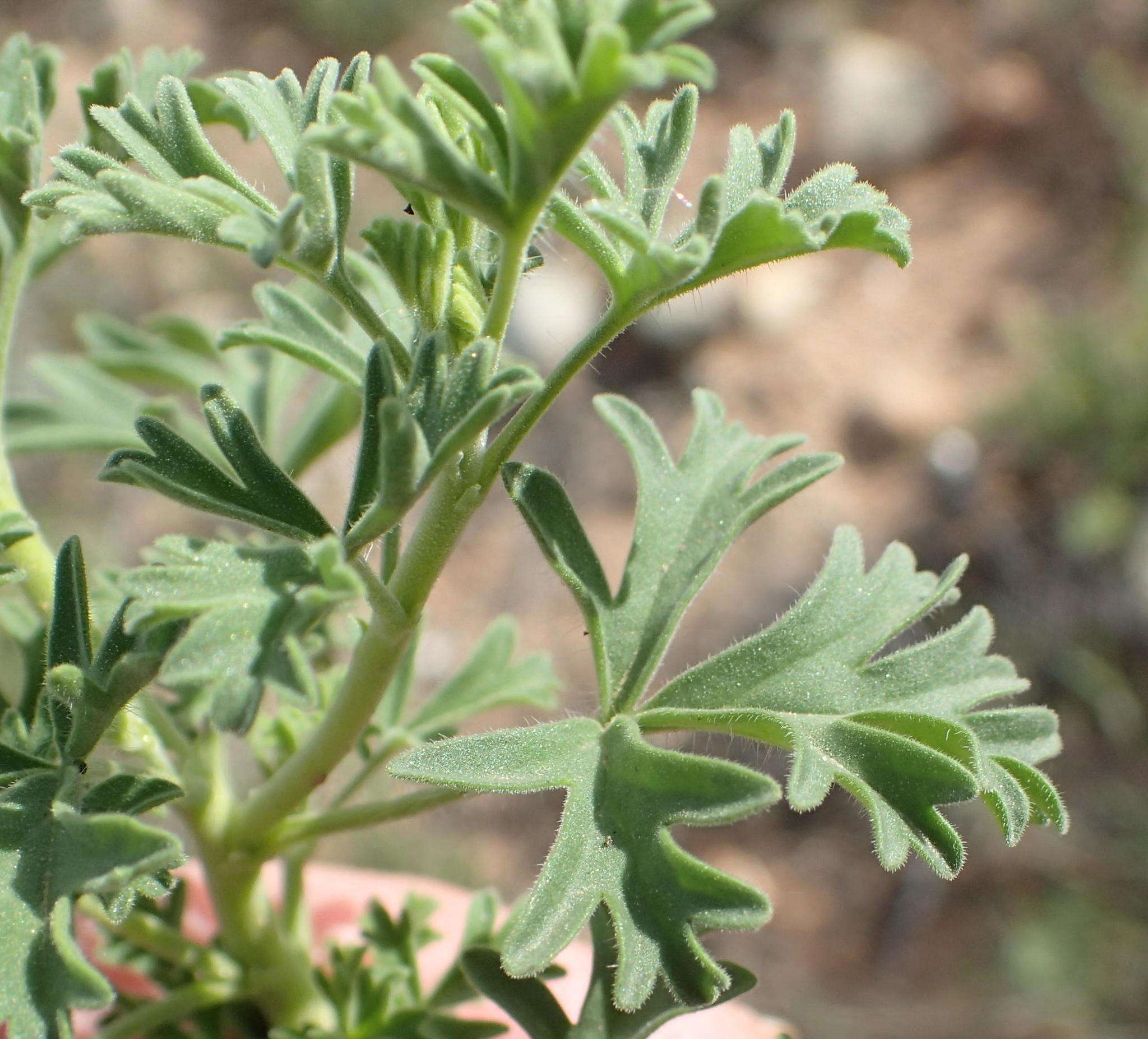 Image of Pelargonium exhibens P. Vorster