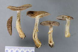 Image of Cortinarius meleagris (E. Horak & G. M. Taylor) E. Horak, Peintner, M. M. Moser & Vilgalys 2002