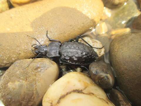 Imagem de Carabus (Hygrocarabus) nodulosus Creutzer 1799