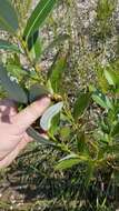 Salix myricoides Muhl.的圖片