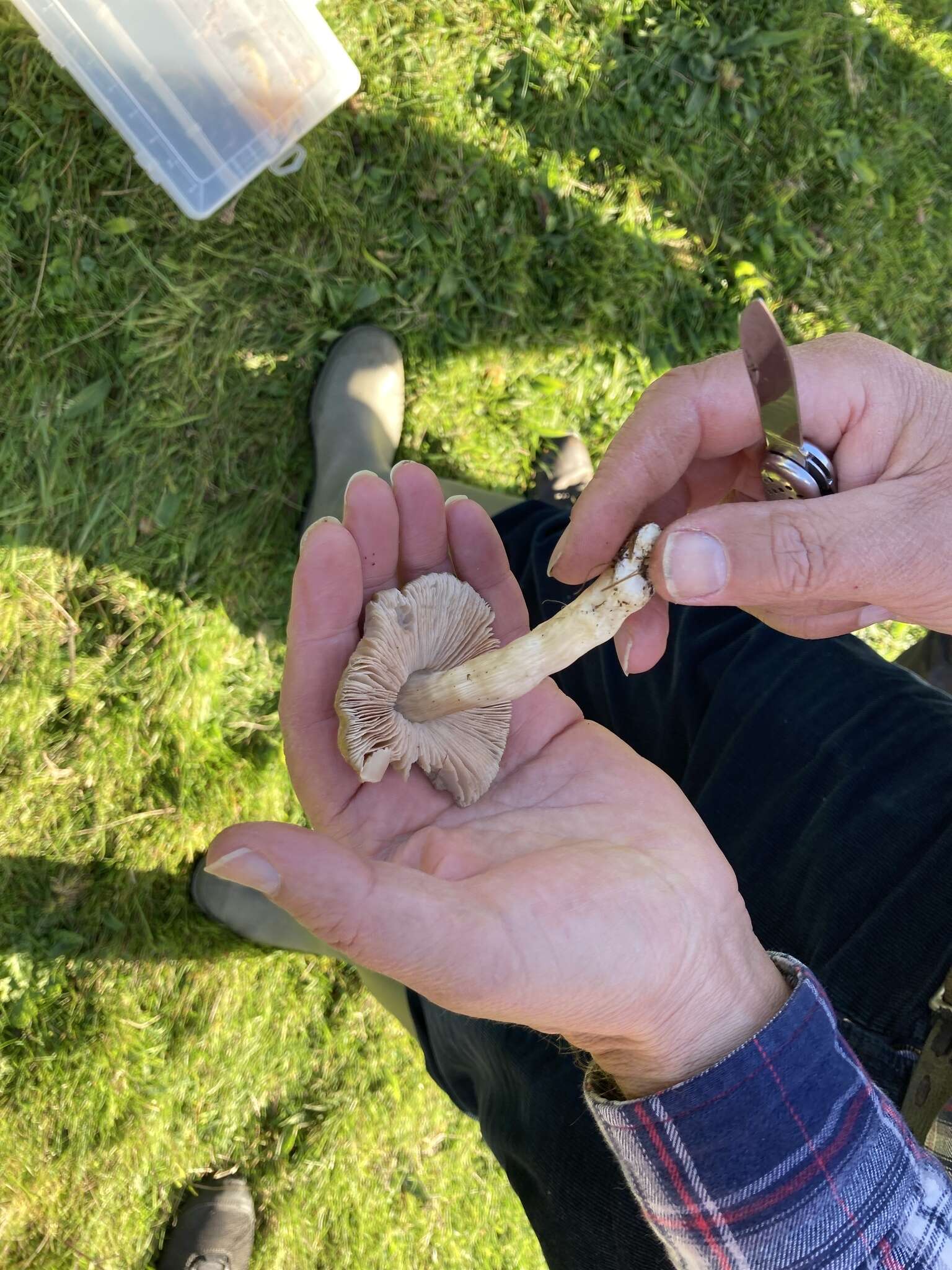 Image of Entoloma prunuloides (Fr.) Quél. 1872