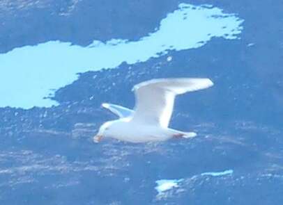 Image of Glaucous Gull