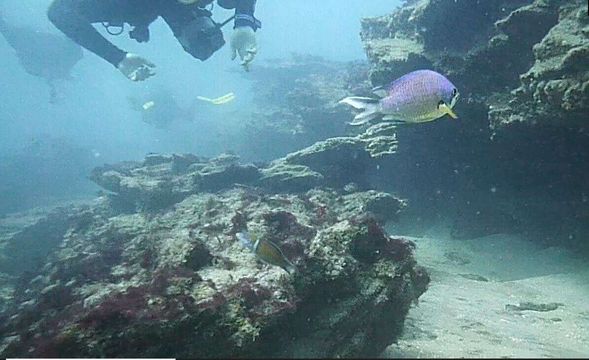 Image of Azores Chromis