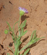 Image of western daisy fleabane