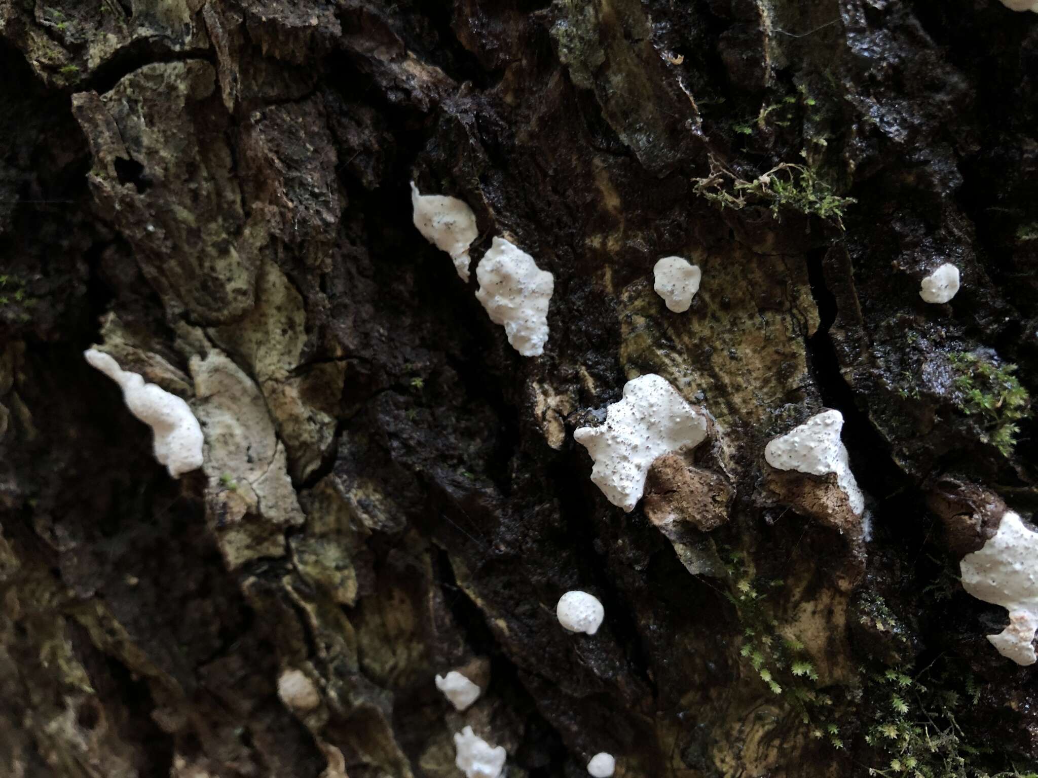 Sivun Dendrothele candida (Schwein.) P. A. Lemke kuva