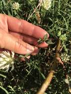 Image of arrowleaf clover