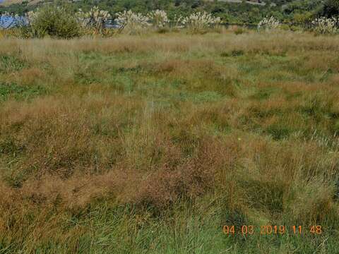 صورة Agrostis capillaris L.