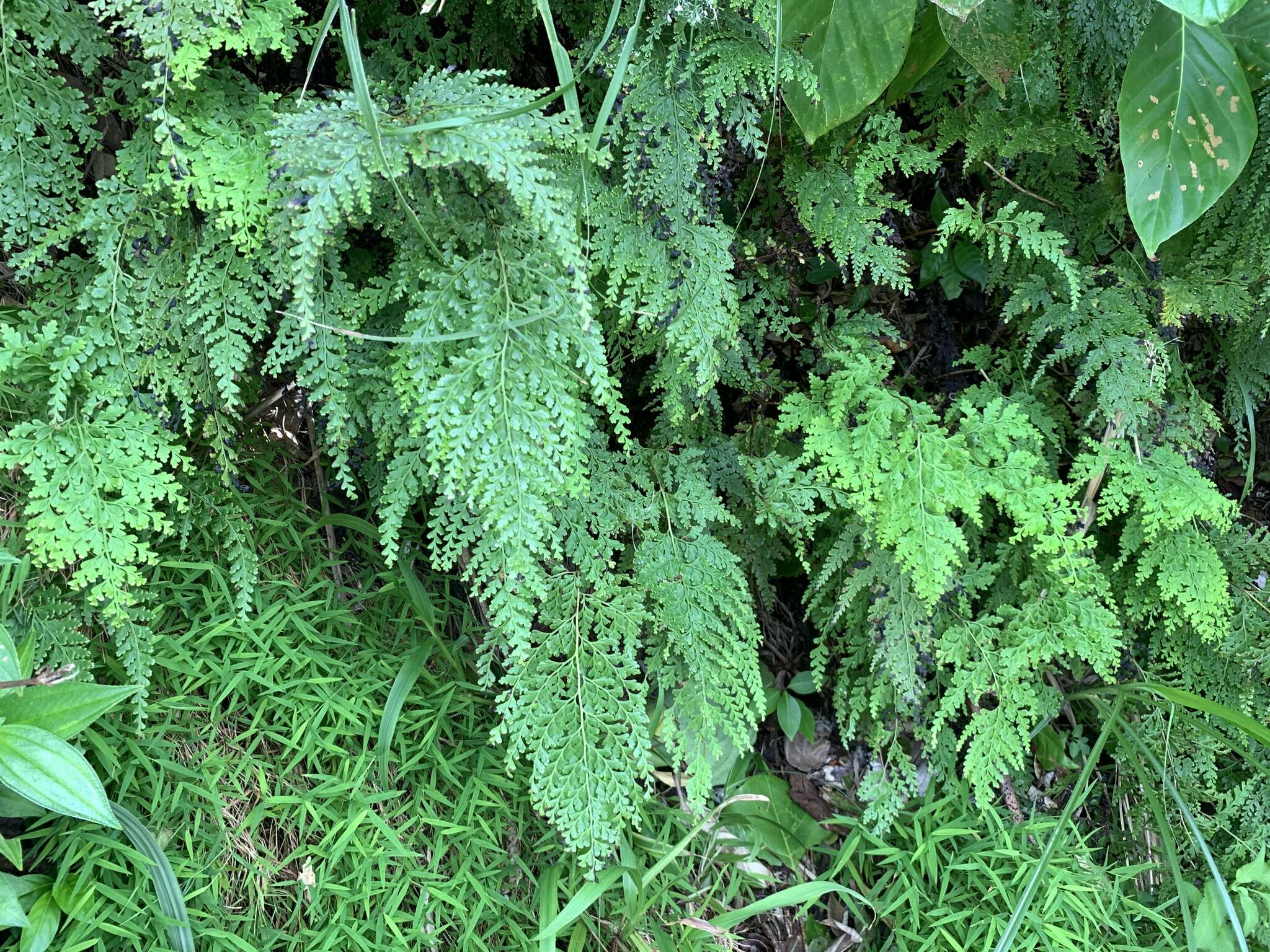 Image de Odontosoria biflora (Kaulf.) C. Chr.