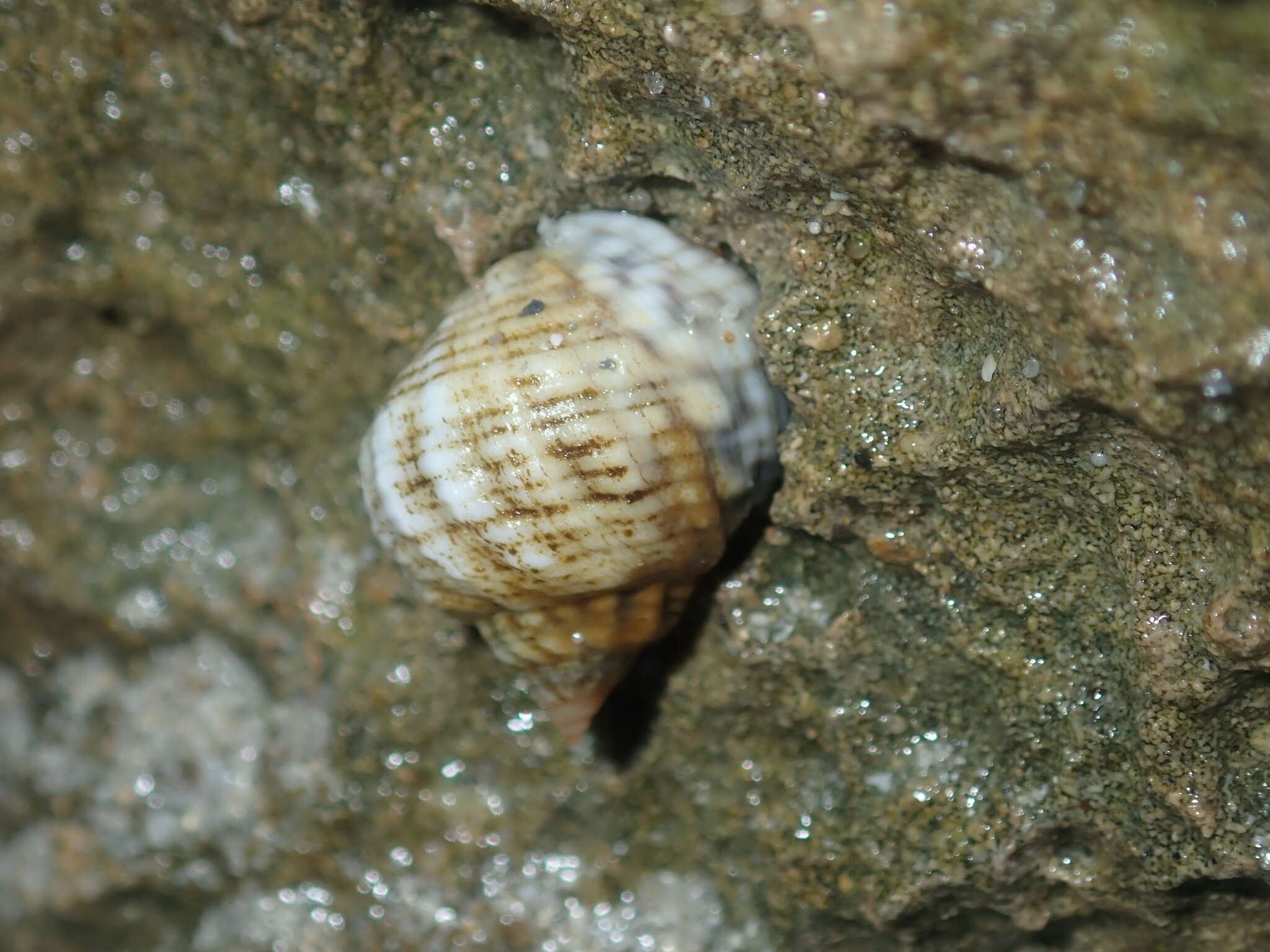 Image of Echinolittorina australis (Gray 1826)