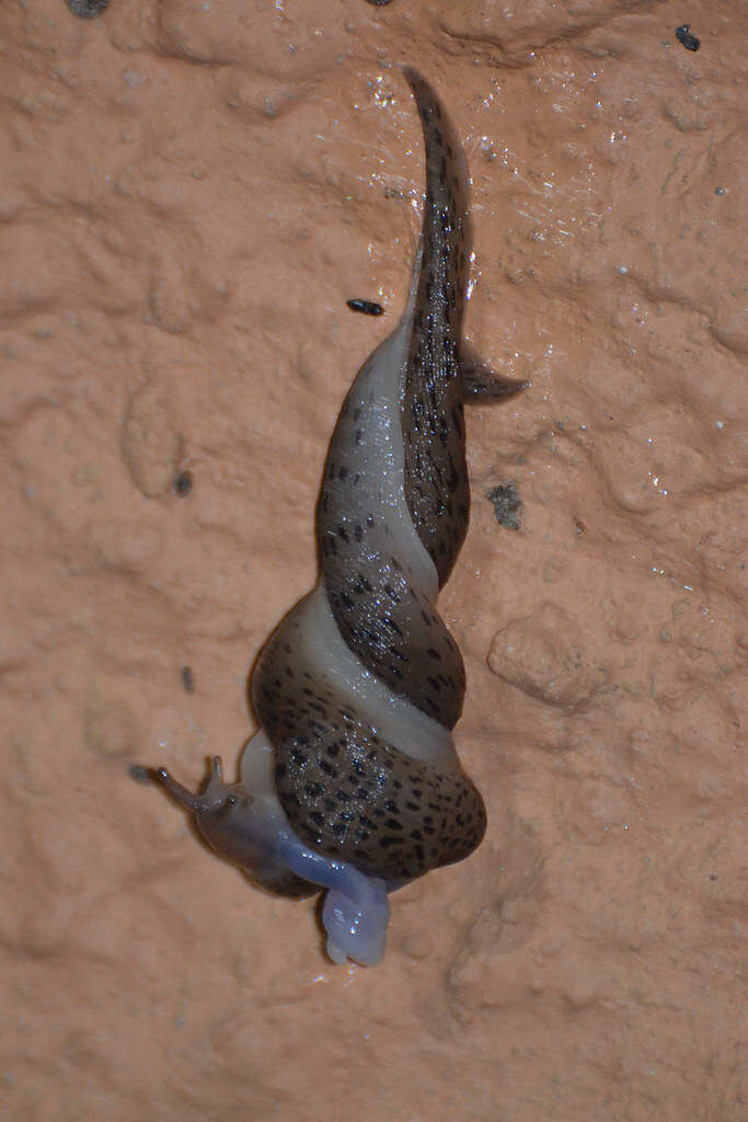 Image de Limax conemenosi O. Boettger 1882