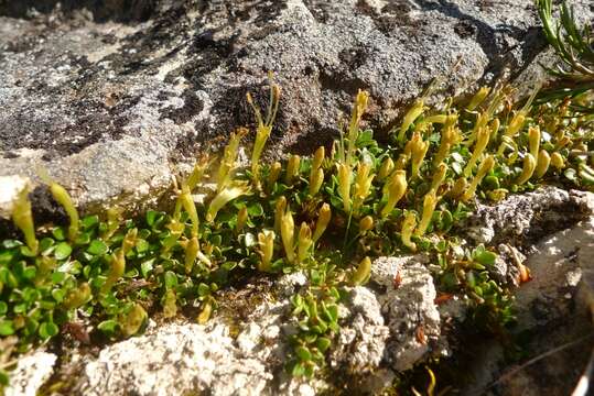 Image of Coprosma perpusilla subsp. perpusilla