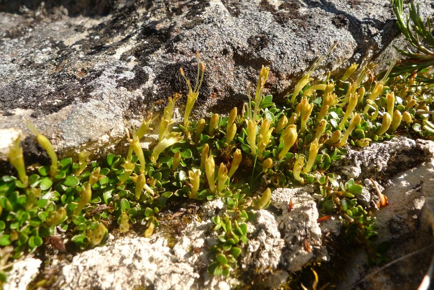 Image of Coprosma perpusilla subsp. perpusilla