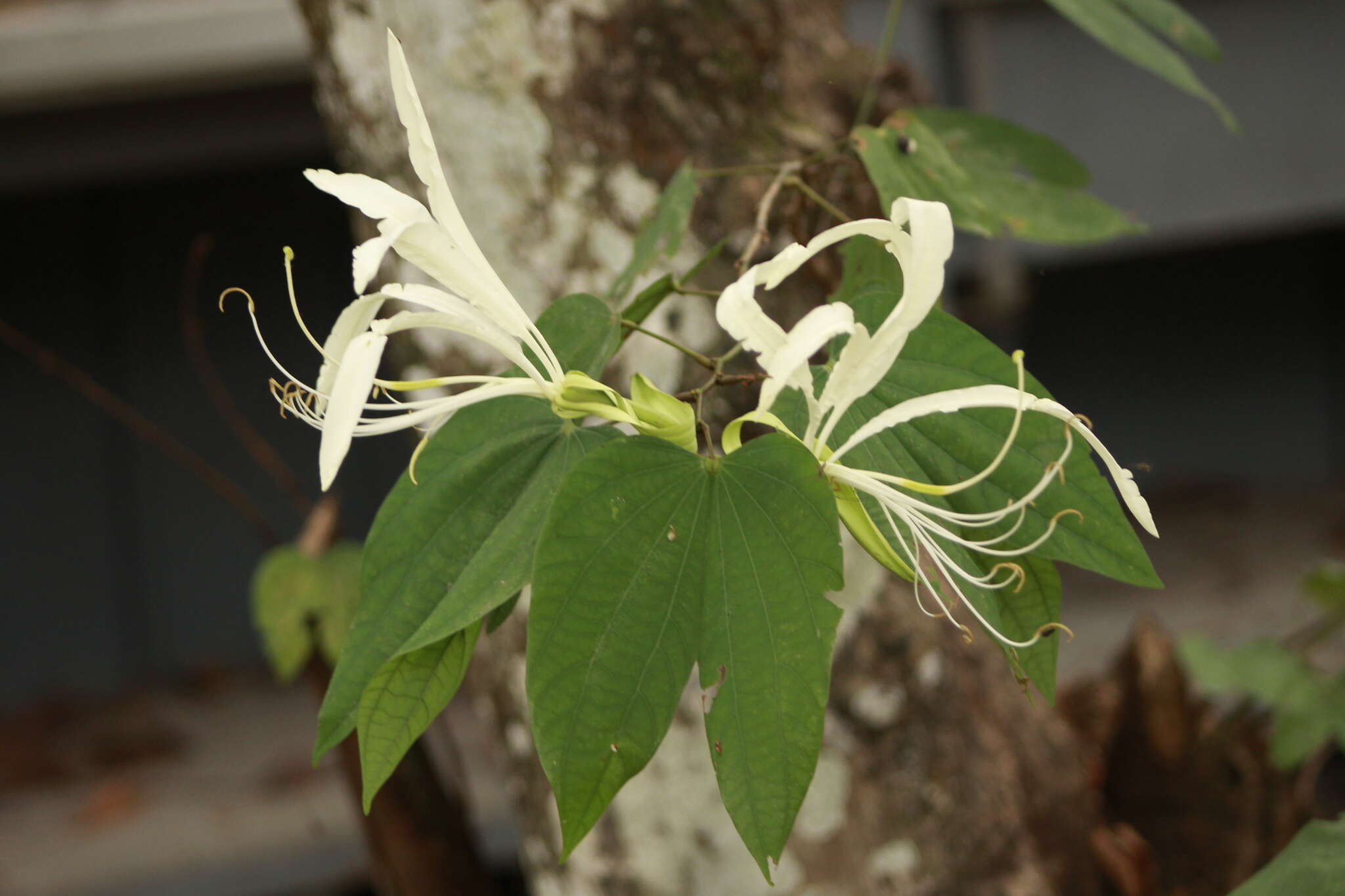 Image of Bauhinia tarapotensis Benth.