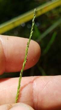 Image of Southeastern Cut-Throat Grass