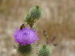 Rhodanthidium septemdentatum (Latreille 1809) resmi