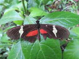 Image of <i>Heliconius <i>clysonymus</i></i> clysonymus