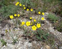 Imagem de Linum ucranicum Czern. ex Gruner