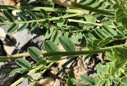 Image of Astragalus pseudoadsurgens Jurtzev