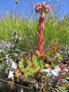 Image of Sempervivum marmoreum Griseb.