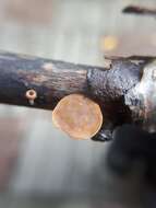 Image of Brown Oak Disc Cup