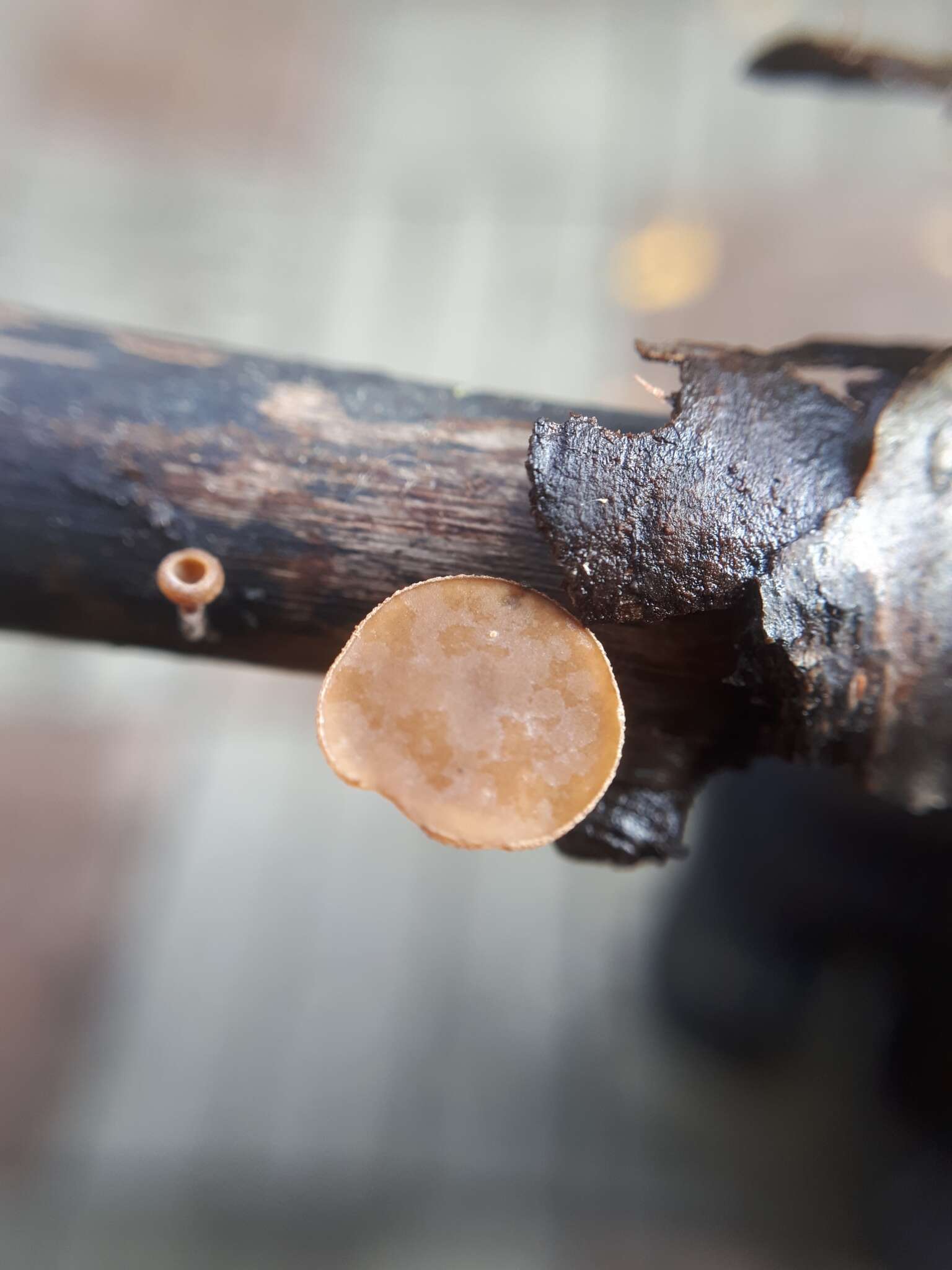 Image of Brown Oak Disc Cup