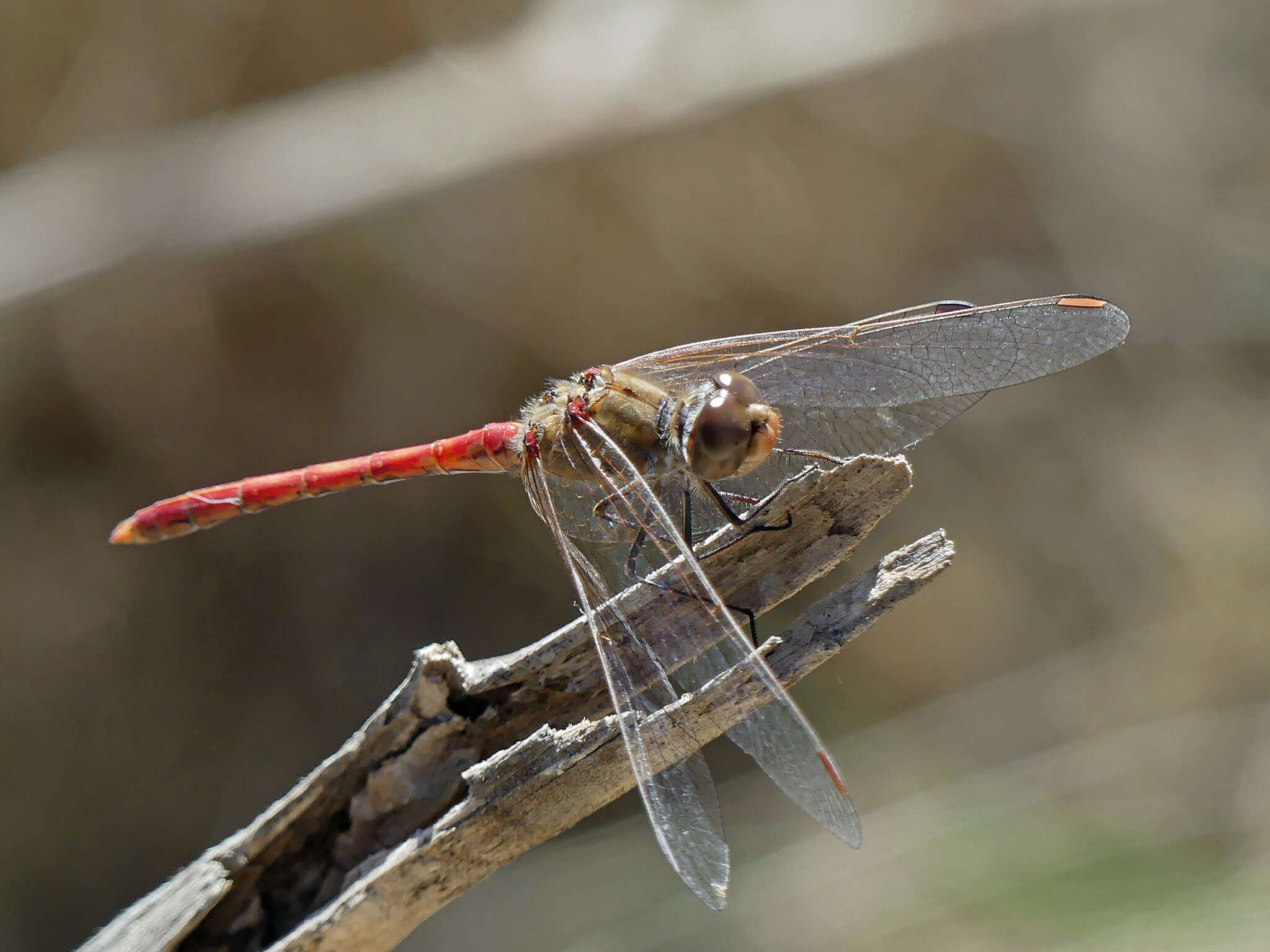 Image of Desert Darter