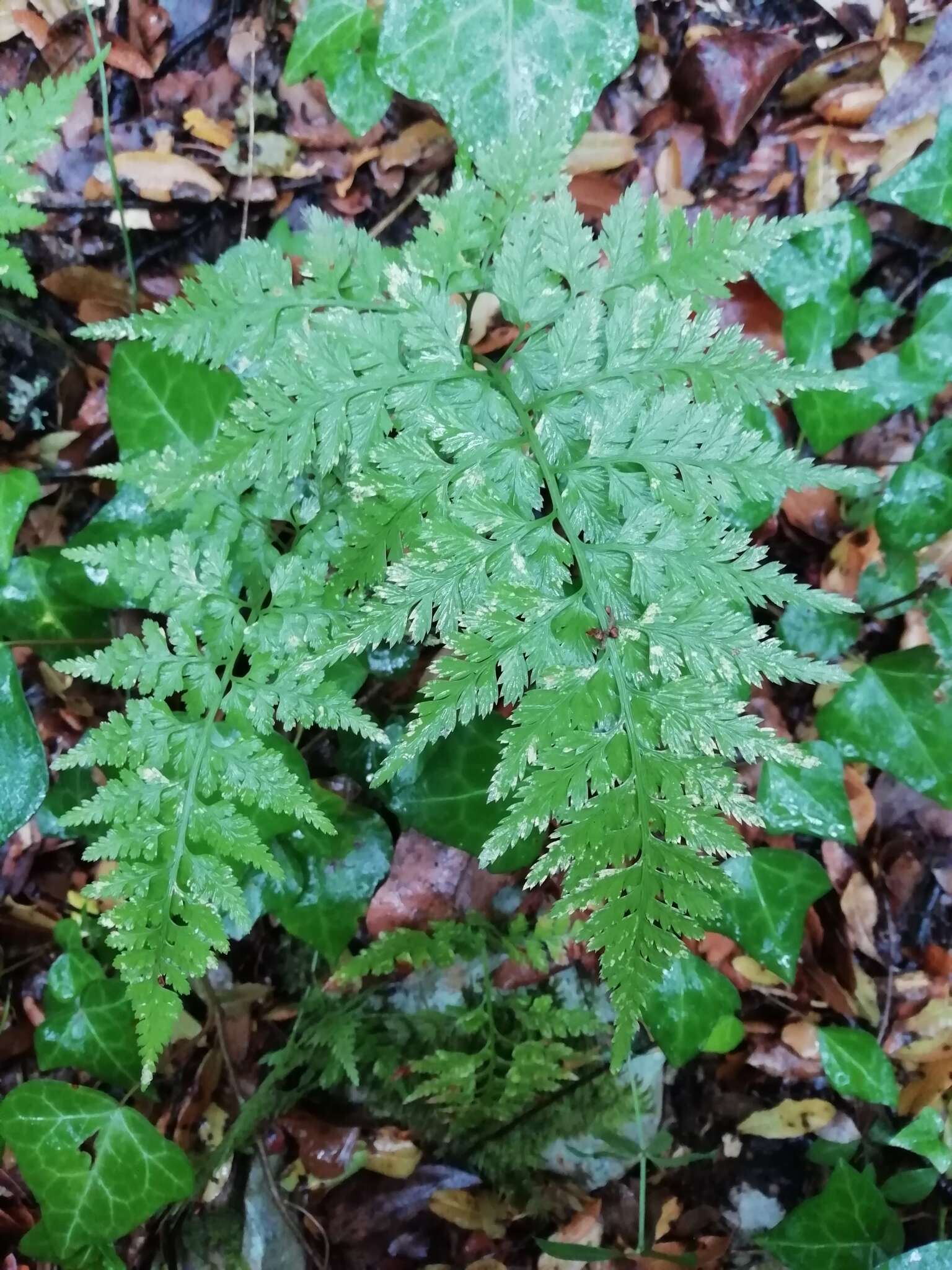 Imagem de Asplenium adiantum-nigrum L.