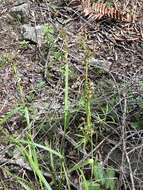 Image of Carex spicatopaniculata Boeckeler ex C. B. Clarke