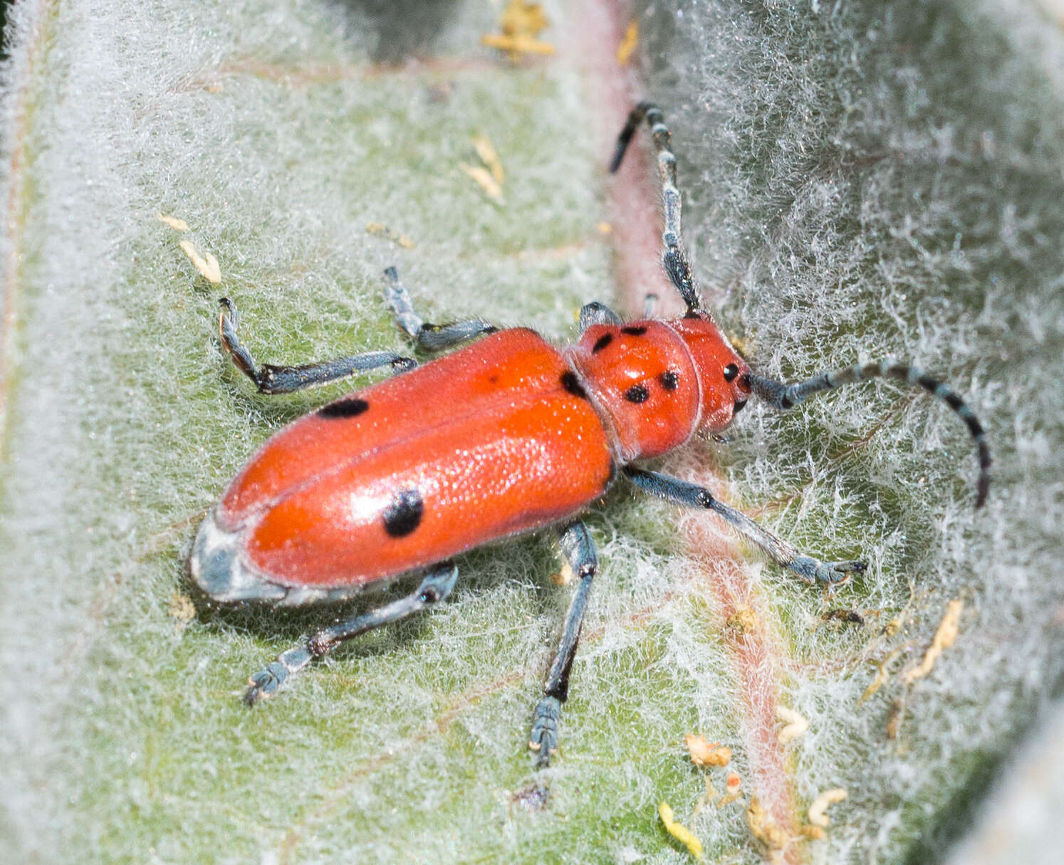 Image of Tetraopes basalis Le Conte 1852