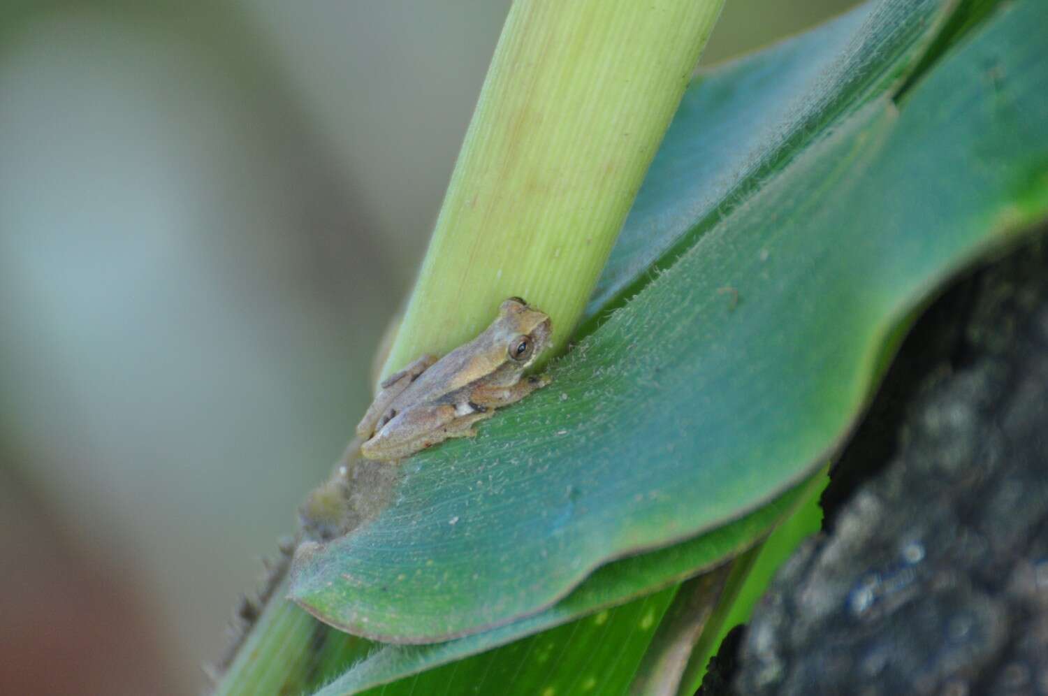 Image of Dendropsophus oliveirai (Bokermann 1963)