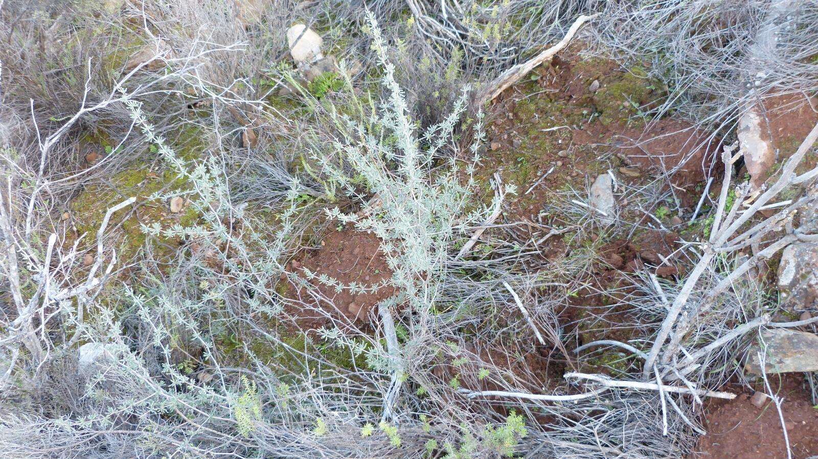 Image of Asparagus capensis var. capensis