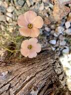 Image of Turnera sidoides subsp. pinnatifida (Juss. ex Poir.) M. M. Arbo